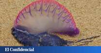 Alerta por carabelas portuguesas y dragón azul en esta playa de Canaria que cuenta con balneario gratuito: cuándo me podré bañar