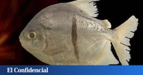 Encuentran una nueva especie de pez del Amazonas que desconcierta a los científicos: sus dientes son similares a los de los humanos