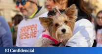 Detenida una mujer en Luque como presunta autora de un delito de maltrato animal