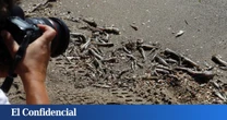 El Mar Menor agoniza (otra vez): la falta de oxígeno en el agua tras la dana Alice podría matar a miles de peces