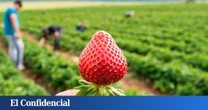 Los últimos de Aranjuez: sólo 5 agricultores siguen cultivando fresas en la meca del fruto rojo