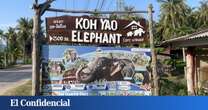 La Policía presenta cargos contra el cuidador del elefante que mató a una turista española en Tailandia