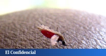 Los mosquitos cada vez nos pican durante más tiempo y la culpa es nuestra por algo que hacemos todos los días