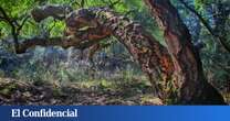 Un alcornocal de Castilla y León elegido Bosque del Año 2025 en España: con rutas botánicas y teatralizadas para hacer con niños