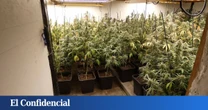 Cinco detenidos por cultivar marihuana en dos casas de Vidreres (Girona)