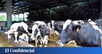 La paradoja gallega: donde más leche se produce y peor se paga