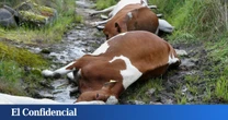 Anatomía de un vaquicidio: ¿cómo pudo un rayo liquidar a 22 vacas a la vez?