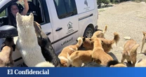 El Mundial salva del exterminio a cientos de miles de perros callejeros en Marruecos
