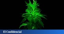 Las nuevas plantas luminosas que pueden dar luz a las ciudades sin gastar electricidad