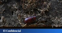 Este escarabajo está matando decenas de miles de pinos desde Doñana al Mediterráneo