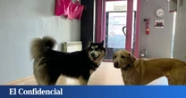 Localizada una guardería canina en Hortaleza sin licencia y con perros faltos de cuidados