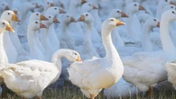 Bitwa o polską gęś owsianą. Stawką unijne logo jakości