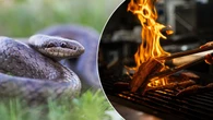 Grillowany wąż. Imprezowicze z Krakowa wrzucili zwierzę na ruszt