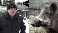 „Reporterzy”. Dzik Maniek kontra pszczelarz