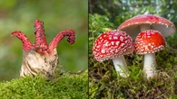 Wymioty, halucynacje, a nawet śmierć. Tych grzybów nie wkładaj do koszyka
