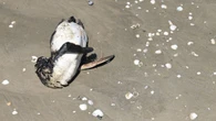 Szokujące odkrycie w Brazylii. Setki martwych pingwinów na plażach