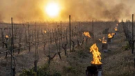 Niskie temperatury niszczą uprawy. Plantatorzy walczą o zmniejszanie strat