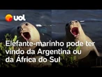 Elefante-marinho foge do frio e causa alvoroço no litoral da Bahia