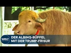 ALBINO-BÜFFEL: „Donald Trump“ lebt im Nationalzoo von Dhaka – gerettet vor der Schlachtung