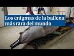 Los enigmas de la ballena más rara del mundo que jamás ha sido vista con vida