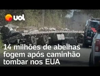 Caminhão tomba e 14 milhões de abelhas fogem nos EUA