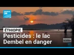 Éthiopie : le lac Dembel en danger à cause des pesticides • FRANCE 24
