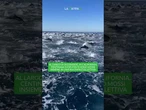 In California centinaia di delfini si sono mossi insieme in una nuotata collettiva