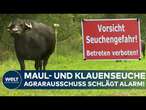 MAUL- UND KLAUENSEUCHE: Hochansteckende Gefahr für Nutz- und Wildtiere – So reagiert Deutschland!