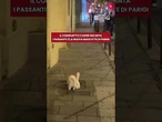 Il coniglietto Casper è la nuova mascotte di Parigi: incanta i passanti saltellando per Le Marais