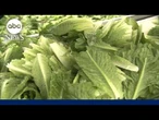 Taylor Farms suspends production of iceberg lettuce in Mexico