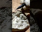 Scientists work out how to directly date fossilized dinosaur eggs