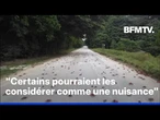 Des millions de crabes envahissent l'île Christmas en Australie