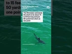 Video captured a rare sighting of an adult great white shark in the Santa Monica Bay
