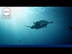 How indigenous communities are teaming up with scientists to conserve marine ecosystems