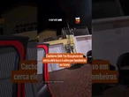 Cachorro Shih Tzu fica preso em cerca elétrica e é salvo por bombeiros no Ceará