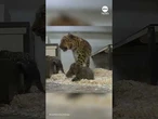 Amur leopard cubs explore behind-the-scenes habitat