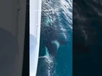 Orca attack yacht in Mediterranean Sea