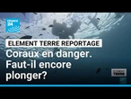 Sous la surface, les îlets Pigeon de Guadeloupe sont en péril • FRANCE 24