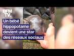 Grâce à un bébé hippopotame star des réseaux, un zoo double son nombre de visiteurs en Thaïlande