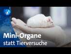 Forschung: Mini-Organe sollen Tierversuche ersetzen