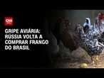 Rússia retoma compras de frango do Brasil, mas mantém embargo ao RS | CNN NOVO DIA