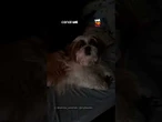 Shih Tzu se irrita ao ser descoberto tentando roubar lugar da tutora na cama