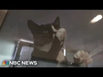 NYC animal shelters hit record crowding as pet surrenders surge