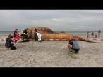 Danemark: enquête sur la mort de la baleine à bosse qui a fasciné l'Allemagne