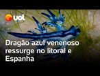 Dragão azul venenoso ressurge no litoral da Espanha e interdita praia; espécie já apareceu no Brasil
