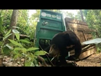 Urso-do-sol resgatado é devolvido à natureza na Indonésia | AFP