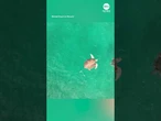 Sea turtles interact in rare sighting off the coast of Florida
