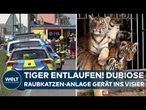 DRAMA IN LEIPZIG: Tiger entlaufen! Polizei erschießt Raubkatze bei Großeinsatz