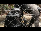 Estudo respalda teoria de que gosto por álcool foi herdado dos chimpanzés | AFP