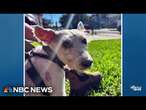 Escaping dog brings New Orleans community together